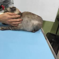 エイズキャリアの乙女ちゃん