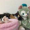 の写真