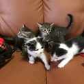 保護子猫４匹います！