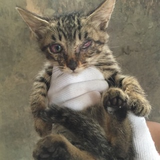 ！至急！里親募集