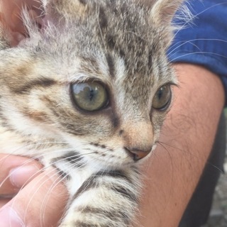 里親様決定！甘えんぼさん女の子♪