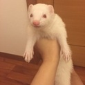 飼育用品一式揃えてお譲りします！アルビノの♀です☆