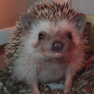 はりねずみの里親募集