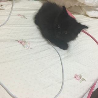 人懐っこい黒猫の男の子