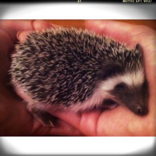 人懐っこいハリネズミの里親さん募集