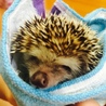 人懐っこいハリネズミの里親さん募集 サムネイル2