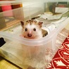 人懐っこいハリネズミの里親さん募集 サムネイル3