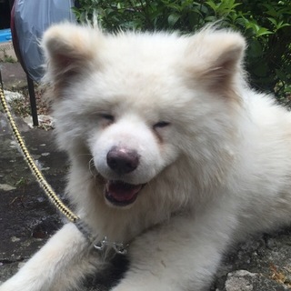 笑顔が可愛い秋田犬のソウタ　若いです。