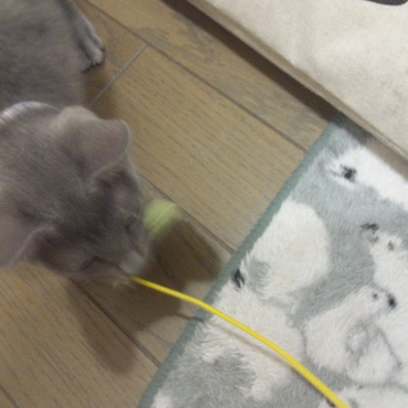 このままダッシュで壁に衝突。しなる柄にじゃれる。