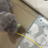 このままダッシュで壁に衝突。しなる柄にじゃれる。
