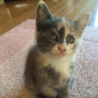 子猫の里親さん募集します