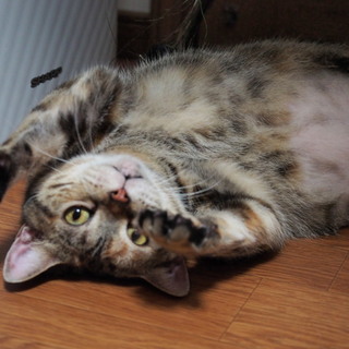 甘えん坊なアメリカンショートヘアの女の子