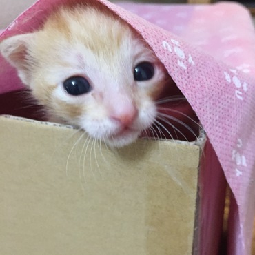 来た当初！