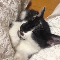 とても可愛い子です。