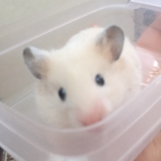 シリアンハムスターの里親さん募集