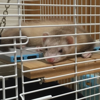 フェレットちゃんの里親募集