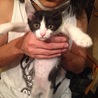 ハチくん、おっとり先住猫2匹のいるお宅へ嫁いで行きました。仲良くやってるようです。