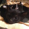 猫好きさんが集まるお宅へと嫁いでゆきました。家族いっぱいで寂しくないね。