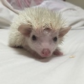 ハリネズミ(♂)の里親募集