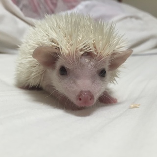 ハリネズミ(♂)の里親募集