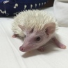 ハリネズミ(♂)の里親募集 サムネイル2