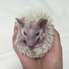 ハリネズミ(♂)の里親募集 サムネイル3