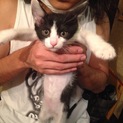 器量良し！白黒柄ハチワレの子猫『ハチ』くん