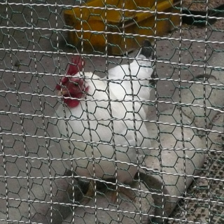 ニワトリをもらってください