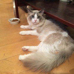 家族が増えました