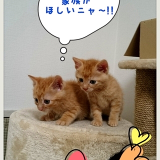 ミルク育ちの人大好き甘ったれ兄弟♥