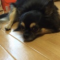 チワワ雄です。