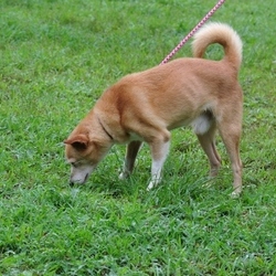 健康優良児ムネ君