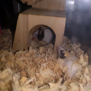 パンダマウスの里親募集です。