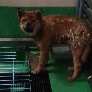 命の期限7.19(火)迄！③茶色アゴ黒くん♂