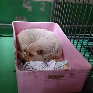 命の期限7.8(金)夕方迄！④雪のような女の子♀