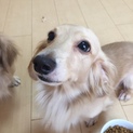 甘えん坊 Mダックス ♂ ３歳