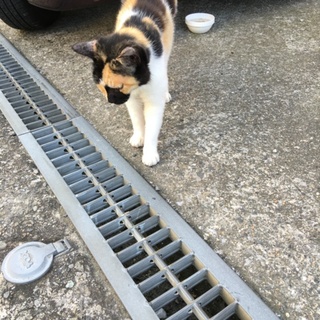 人懐っこい野良猫(メス・三毛猫)の里親募集。