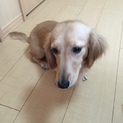 Mダックス 1歳 ♀