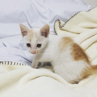 仔猫２ヶ月