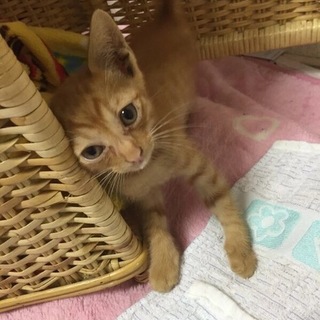 かわいい子猫ちゃん