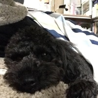 エール