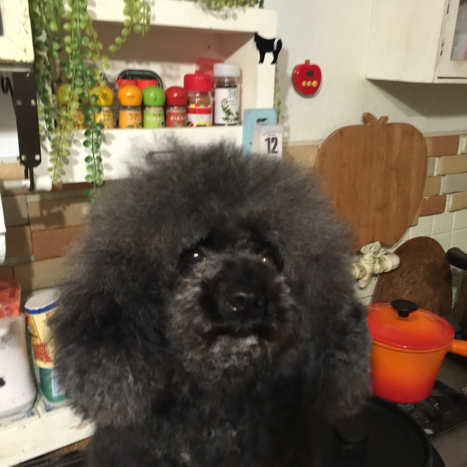 エールのカバー写真