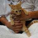 激かわ兄弟、つくねちゃん、医療・しつけ済み