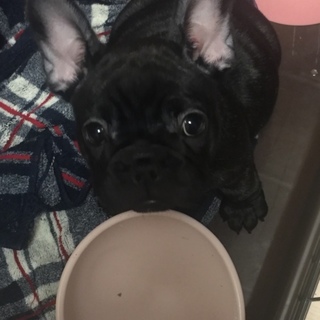 素敵な里親さんが見つかりました。