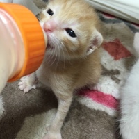 ミミ