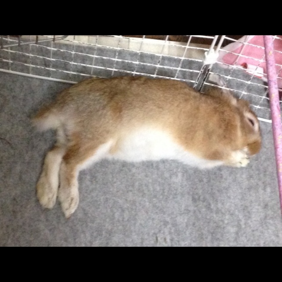 ルカのカバー写真