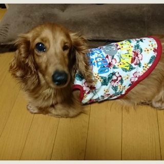 ☆あかね☆里親さま決定☆