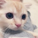可愛すぎるねこちゃん
