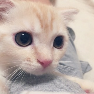 可愛すぎるねこちゃん