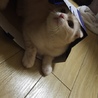 可愛すぎるねこちゃん サムネイル2